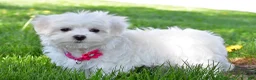 Maltese dogs for sale: Nikki - Ad 2