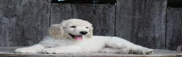Standard Poodle dogs for sale: River AKC Standard Poodle  - Ad 3