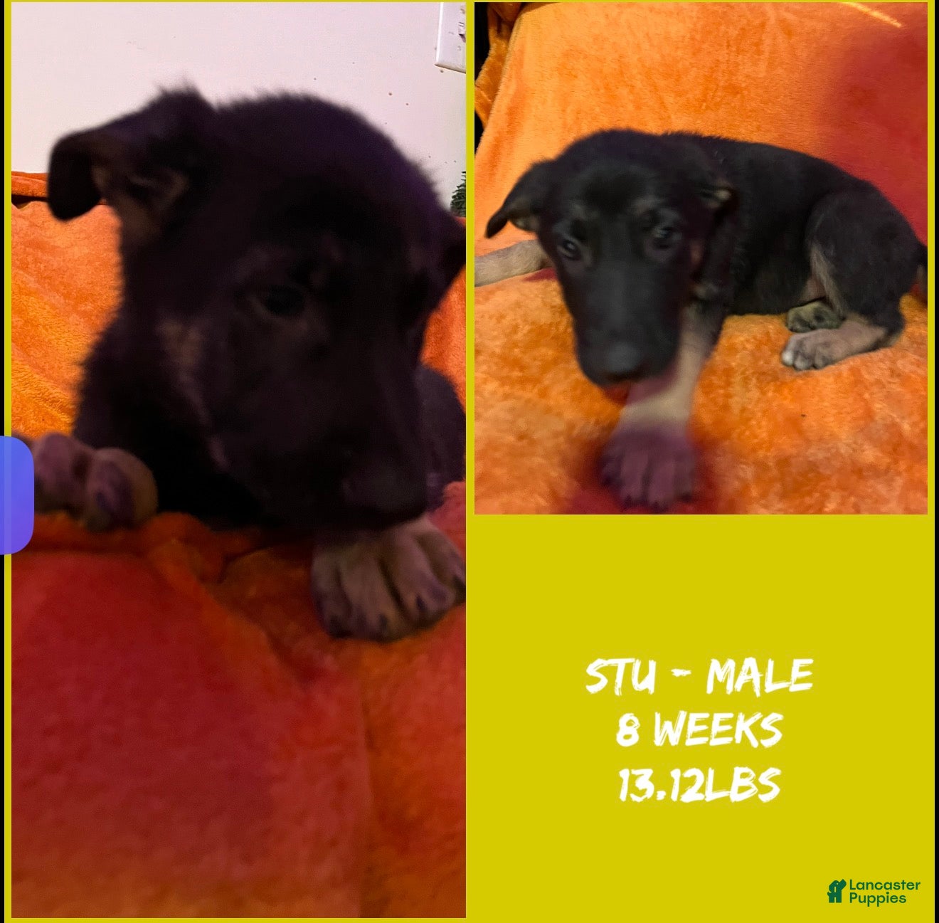 German Shepherd dogs for sale: Stew - Ad 1