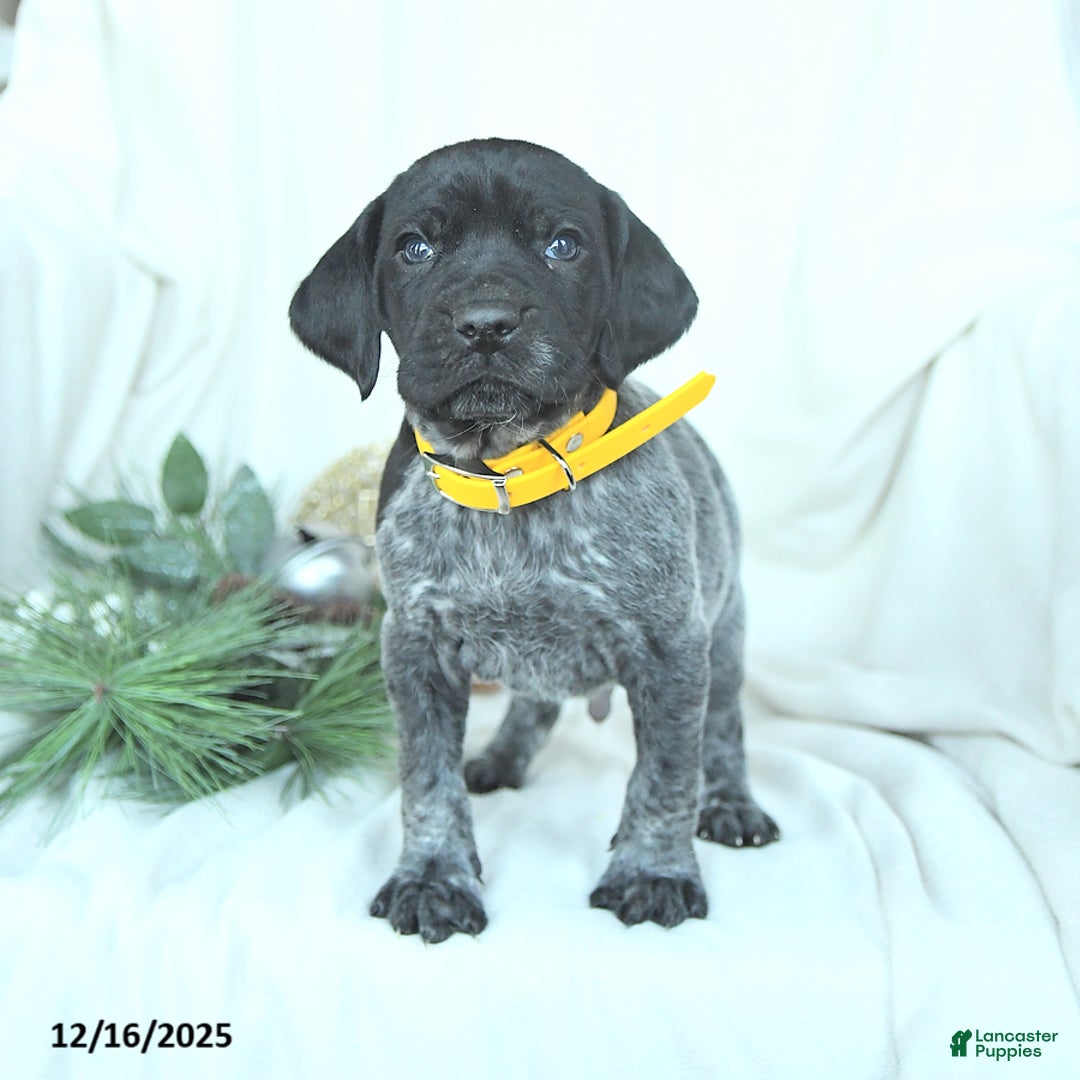 German Shorthaired Pointer dogs for sale: Dustin - Ad 2