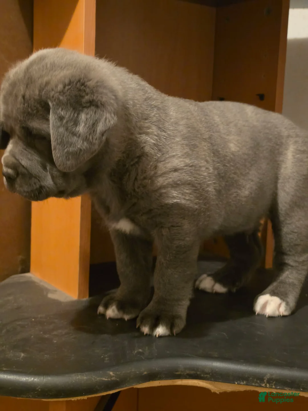 Cane Corso dogs for sale: Hulk - Ad 1