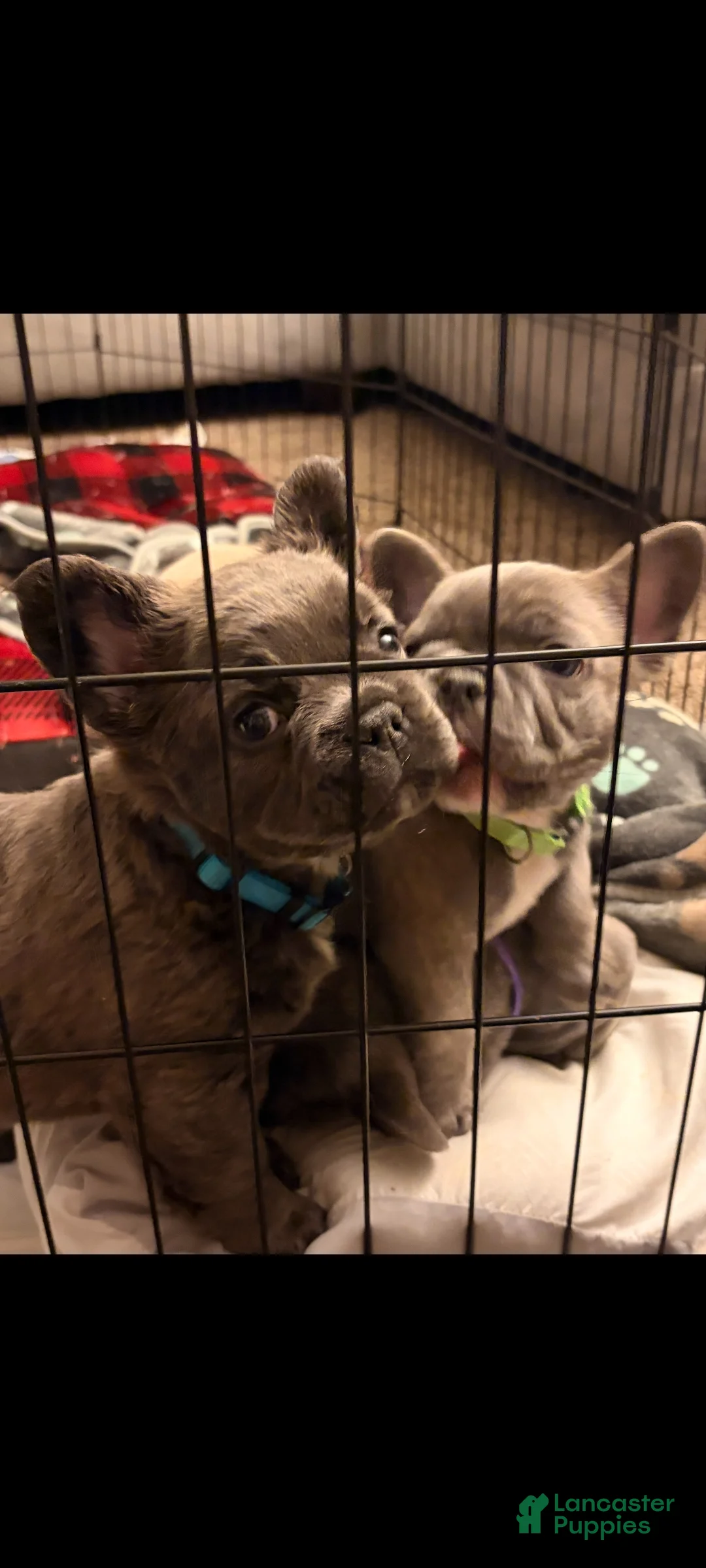 French Bulldog dogs for sale: Sumo - Ad 5