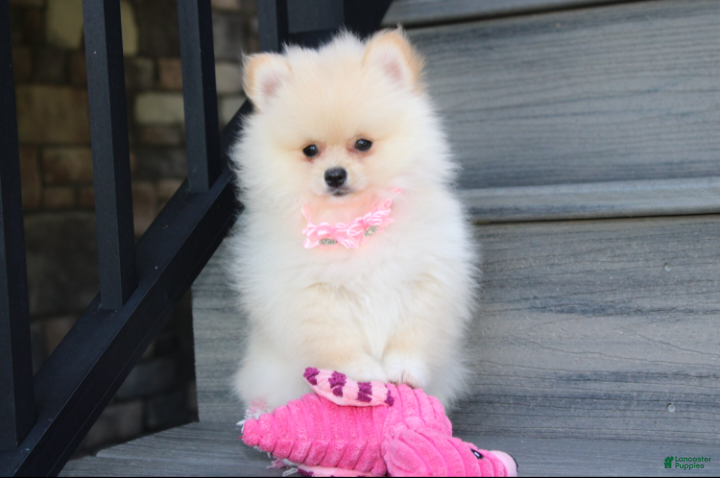 Pomeranian dogs Ruby - Ad 1