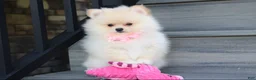 Pomeranian dogs for sale: Ruby - Ad 1