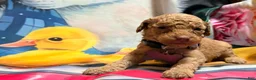 Miniature Poodle dogs for sale: Miniature Poodle Puppy 5 - Ad 2