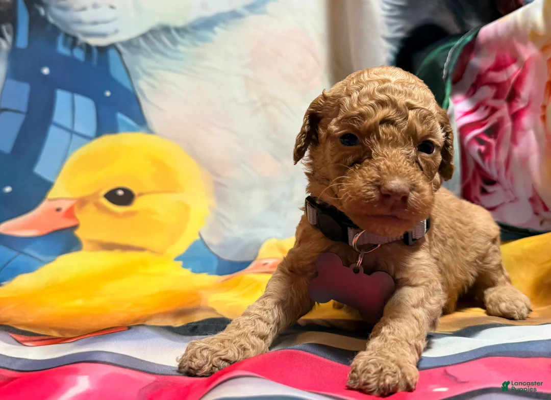 Miniature Poodle dogs for sale: Miniature Poodle Puppy 5 - Ad 2