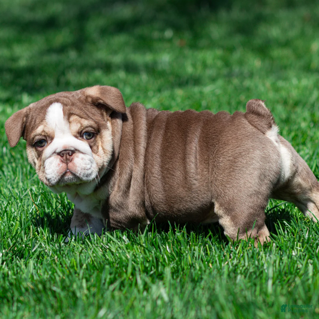 English Bulldog dogs for sale: Marina Mocha English Bulldog Puppy  - Ad 2