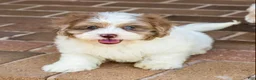 Shihpoo dogs for sale: Winston - Ad 6