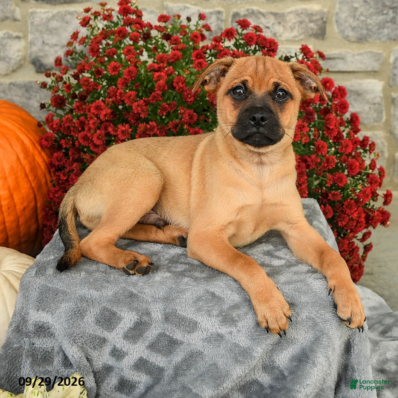 Mixed Breed dogs Truman - Ad 1