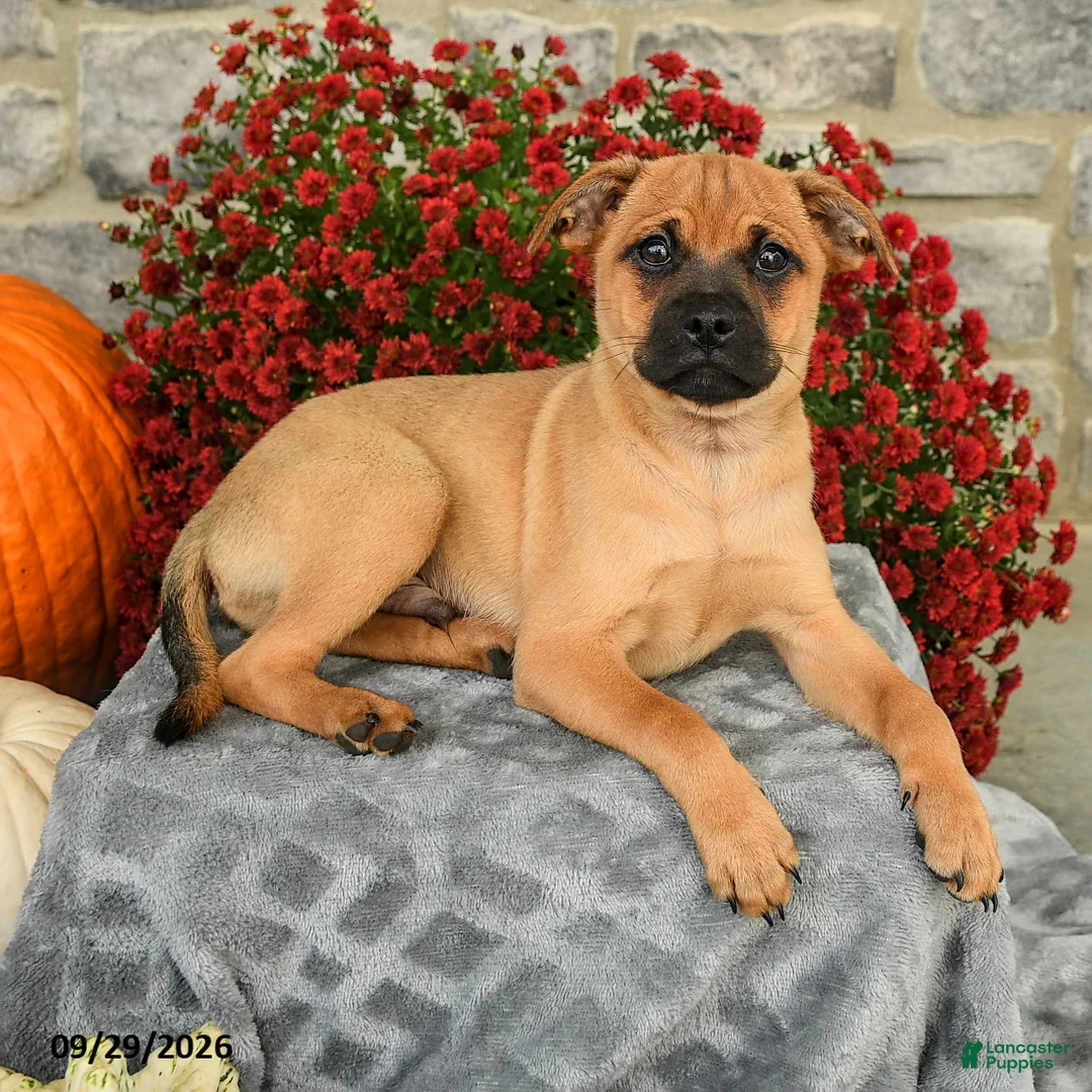 Mixed Breed dogs for sale: Truman - Ad 1