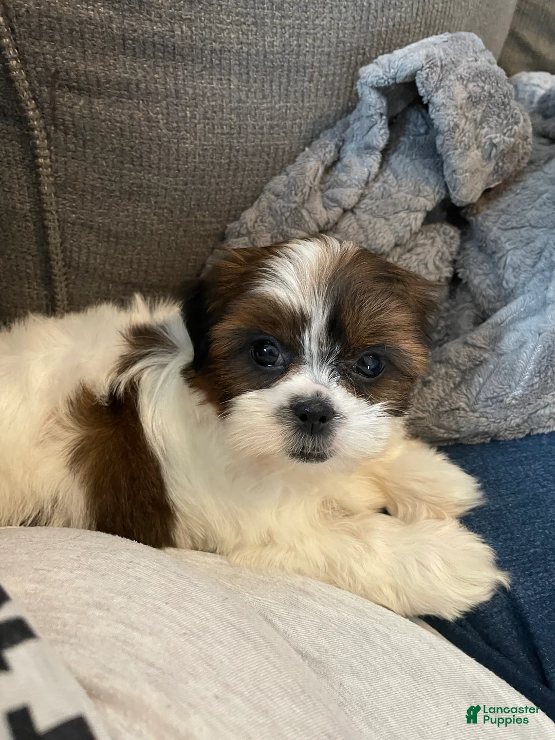 Shih Tzu dogs for sale: Lily - Ad 2