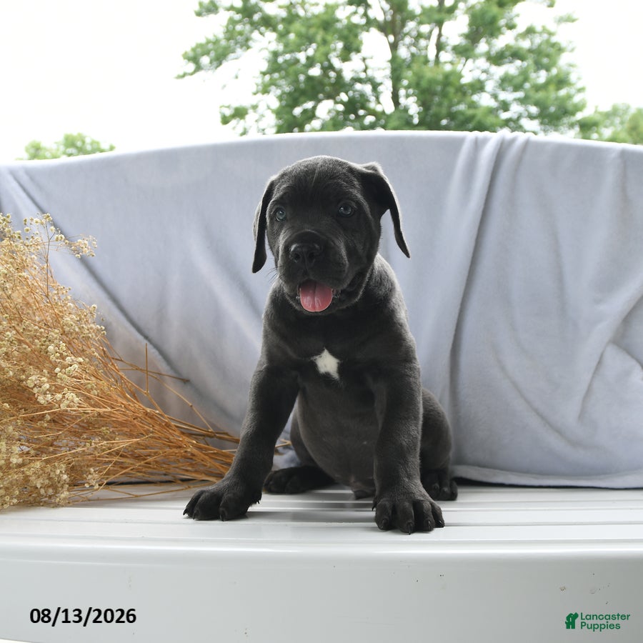 Cane Corso dogs Atlas - Ad 2