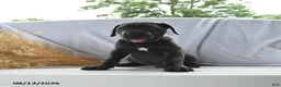 Cane Corso dogs for sale: Atlas - Ad 2