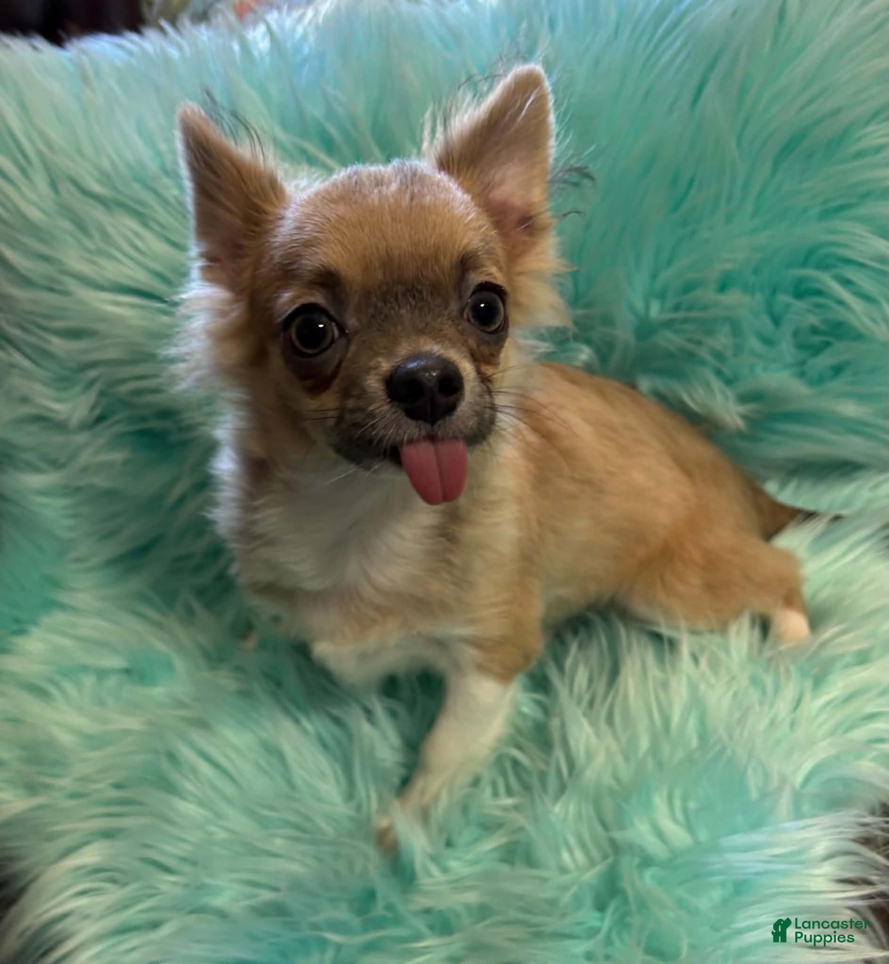 Chihuahua dogs for sale: Chihuahua 1 - Ad 1