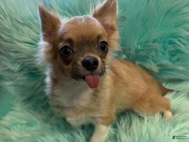 Chihuahua dogs for sale: Chihuahua 1 - Ad 1