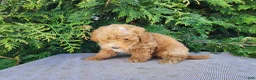 Mini Bernedoodle dogs for sale: Spencer - Ad 14