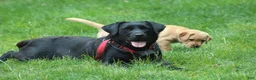 Labrador Retriever dogs for sale: Ollie - Ad 5