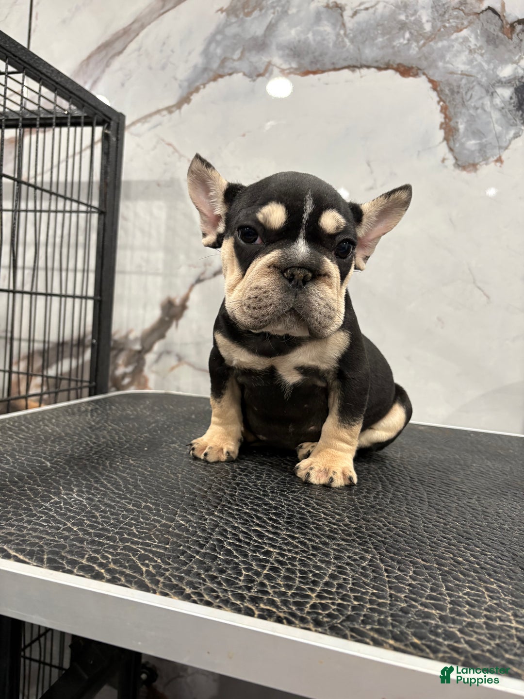 French Bulldog dogs for sale: Chanel  - Ad 2