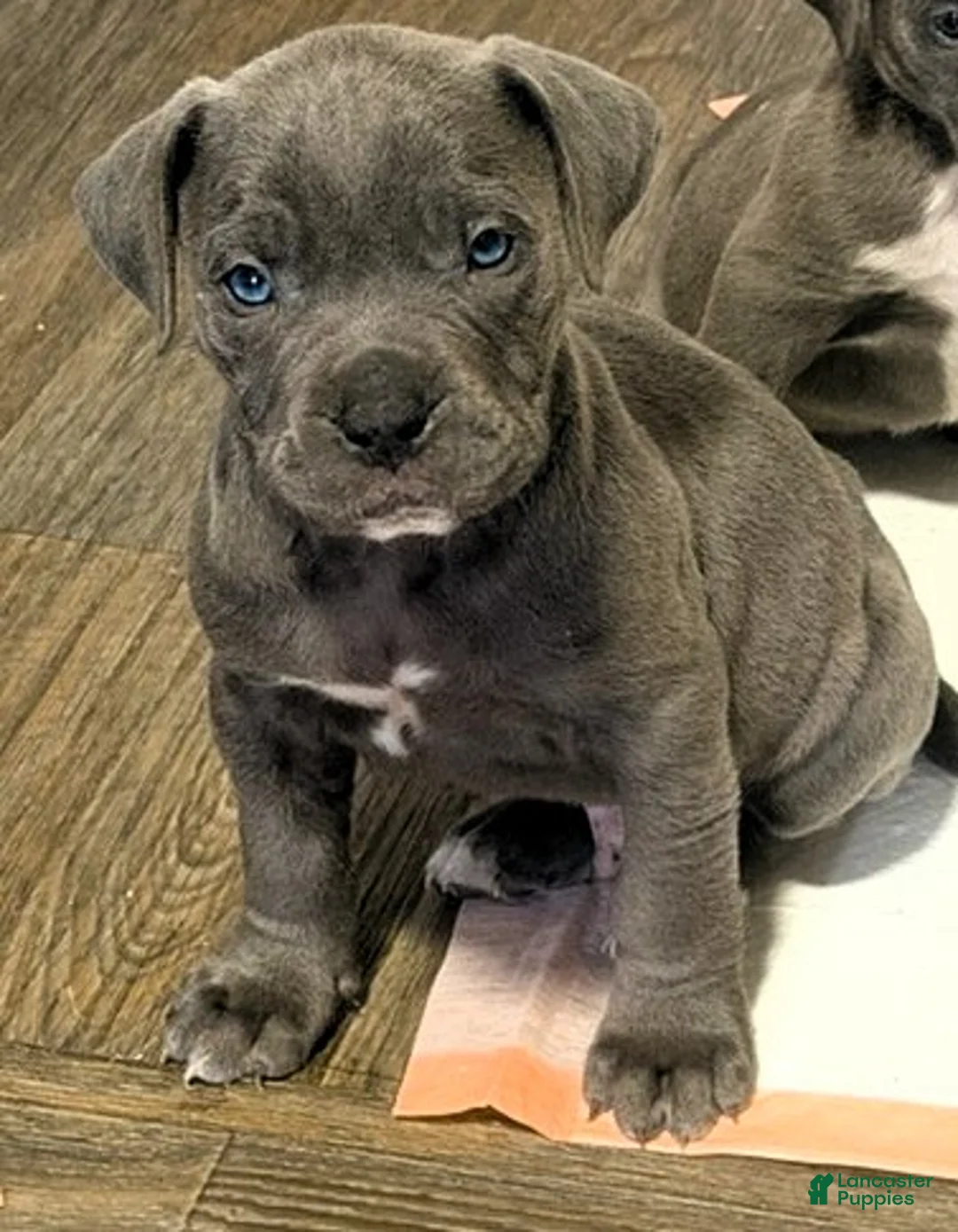 American Bully dogs for sale: "SNOOP DOGG" / BLUE NOSE - Ad 2