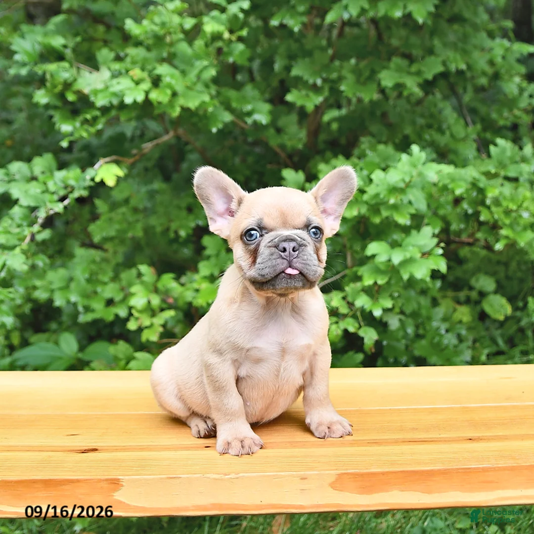 French Bulldog dogs for sale: Boone - Ad 2