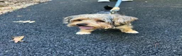 Yorkshire Terrier dogs for sale: Yorkshire Terrier 1 - Ad 6
