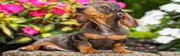 Miniature Dachshund dogs for sale: Holly 🌸 - Ad 7