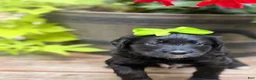 Bernedoodle dogs for sale: Green Bells - Ad 6