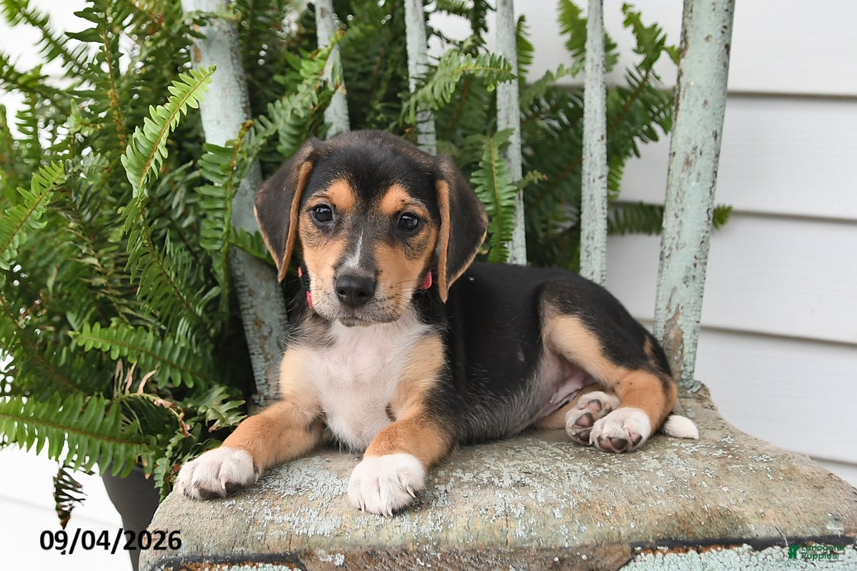 Beagle dogs Rita - Ad 2