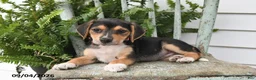 Beagle dogs for sale: Rita - Ad 2