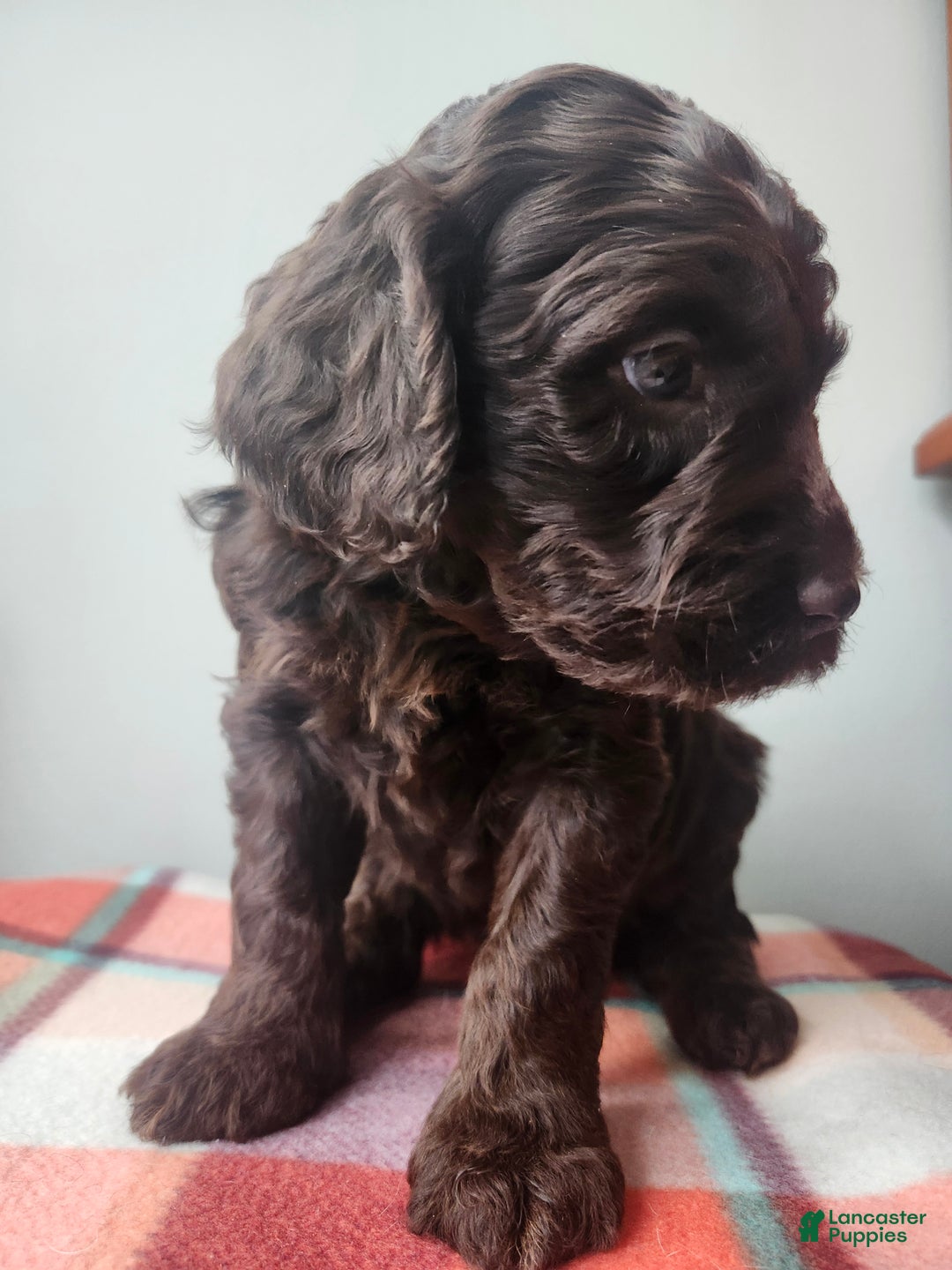 Labradoodle dogs for sale: Holly - Ad 8