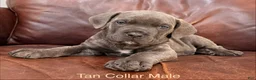 Cane Corso dogs for sale: Cane Corso Puppy Male Tan Collar - Ad 1