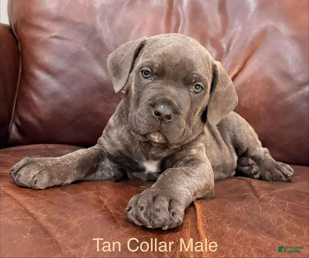 Cane Corso dogs for sale: Cane Corso Puppy Male Tan Collar - Ad 1
