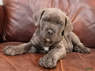 Cane Corso dogs for sale: Cane Corso Puppy Male Tan Collar - Ad 1