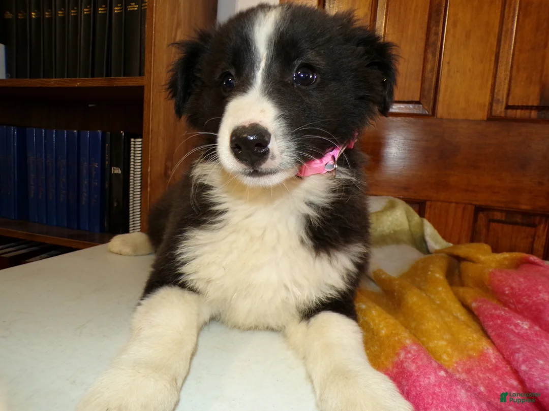 Mixed Breed dogs for sale: Mixed Breed Puppy 6 Lassy - Ad 2
