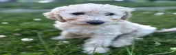 Goldendoodle dogs for sale: Murphy  - Ad 4