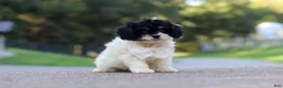Cavapoo dogs for sale: Rubble - Ad 4