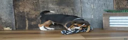 Beagle dogs for sale: Cooper - Ad 8
