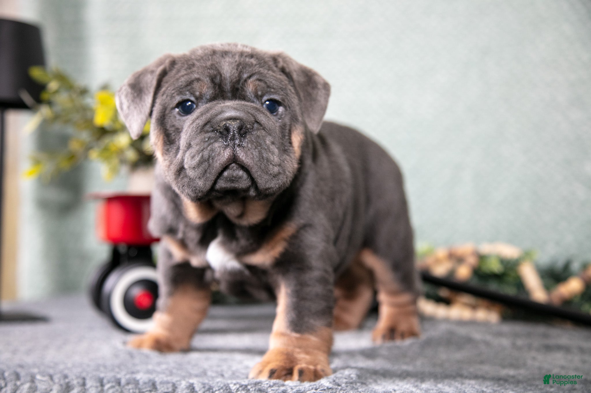 Mixed Breed dogs Stone - Ad 21