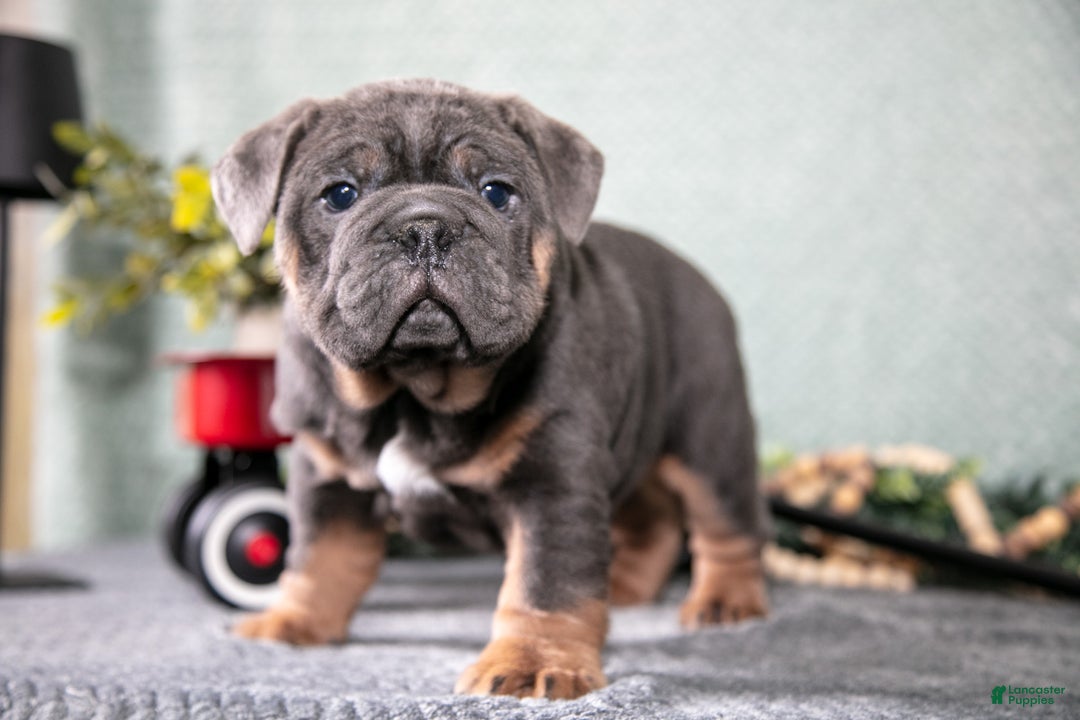 Mixed Breed dogs for sale: Stone - Ad 1