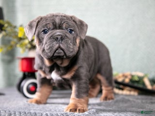 Mixed Breed dogs Stone - Ad 6