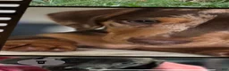 Miniature Dachshund dogs for sale: Miniature Dachshund 1 - Ad 4