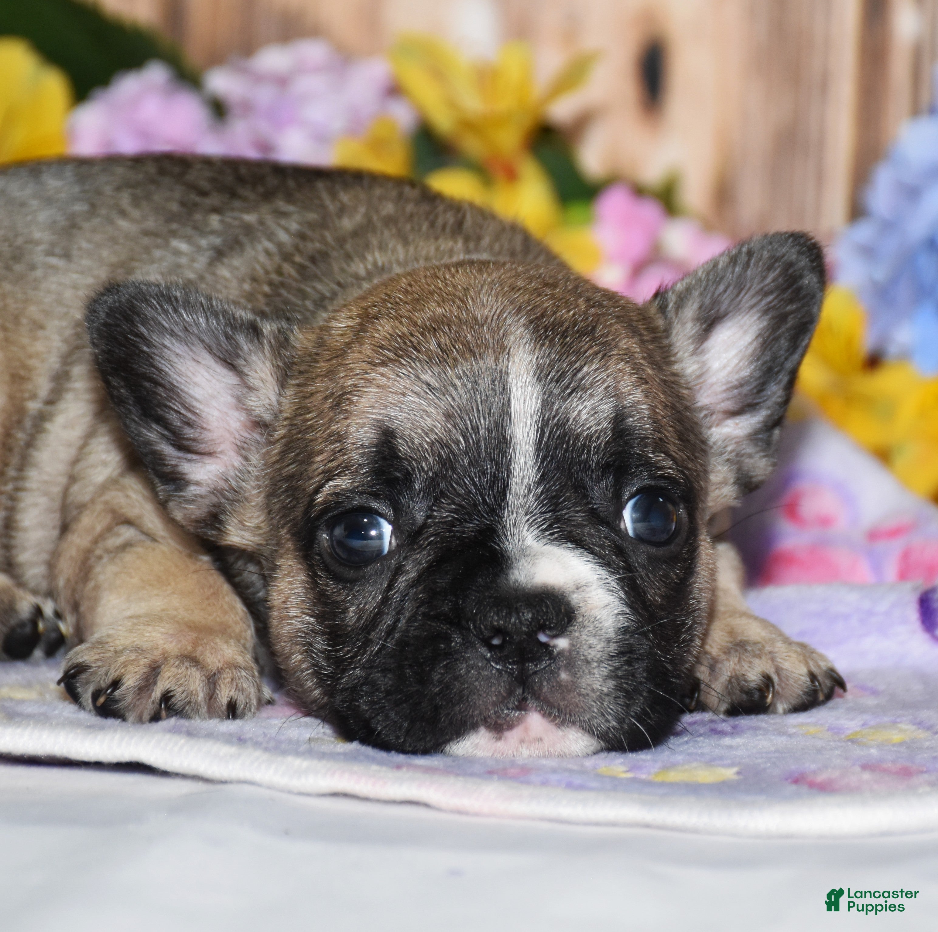 French Bulldog dogs Fudge - Ad 2