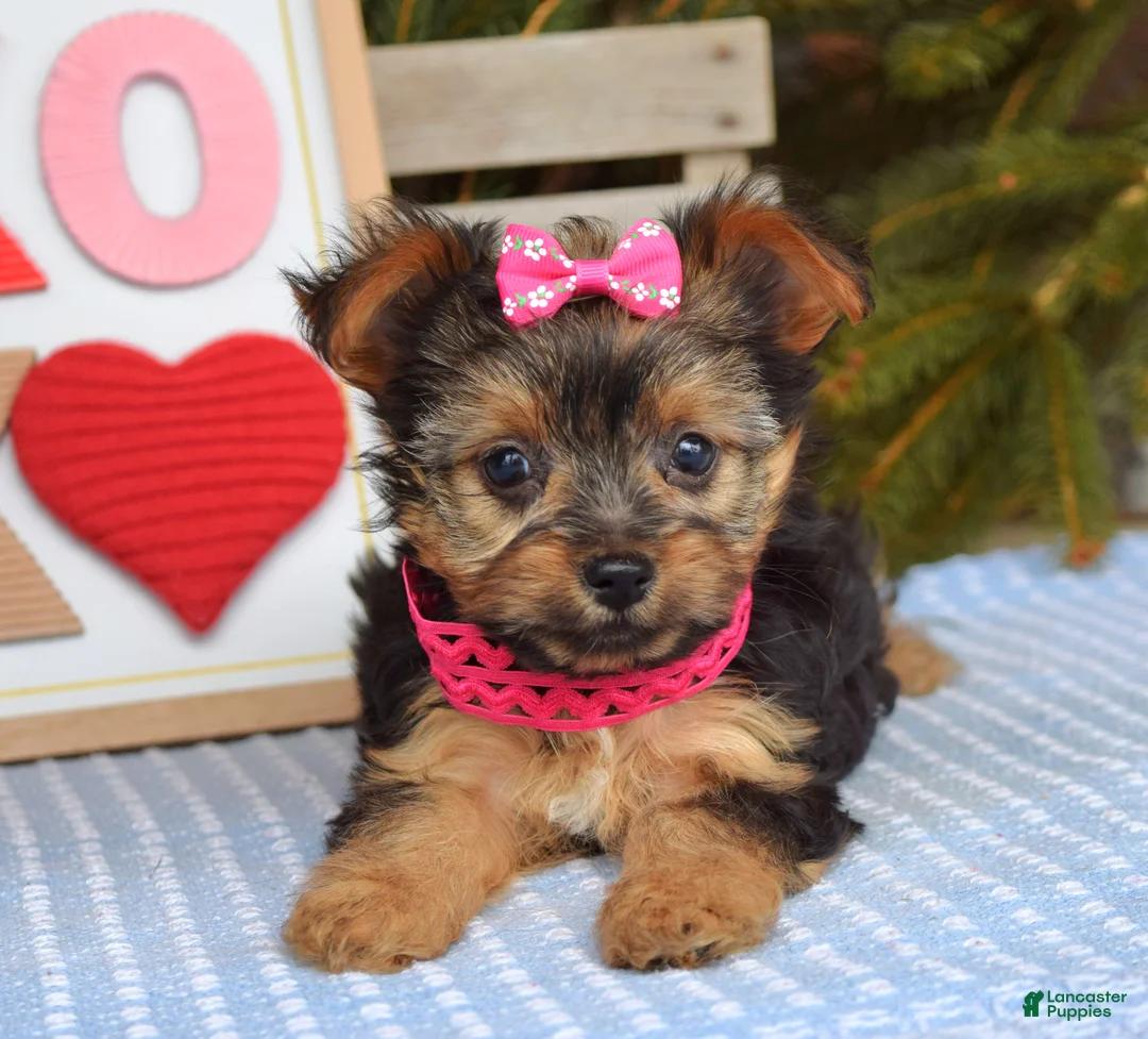 Yorkshire Terrier dogs for sale: Petunia - Ad 4