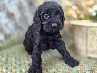 Cockapoo dogs Frostbite - Ad 10