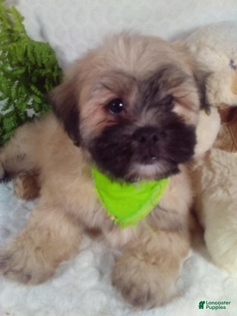 Teddy Bear dogs Cosmo - Ad 1