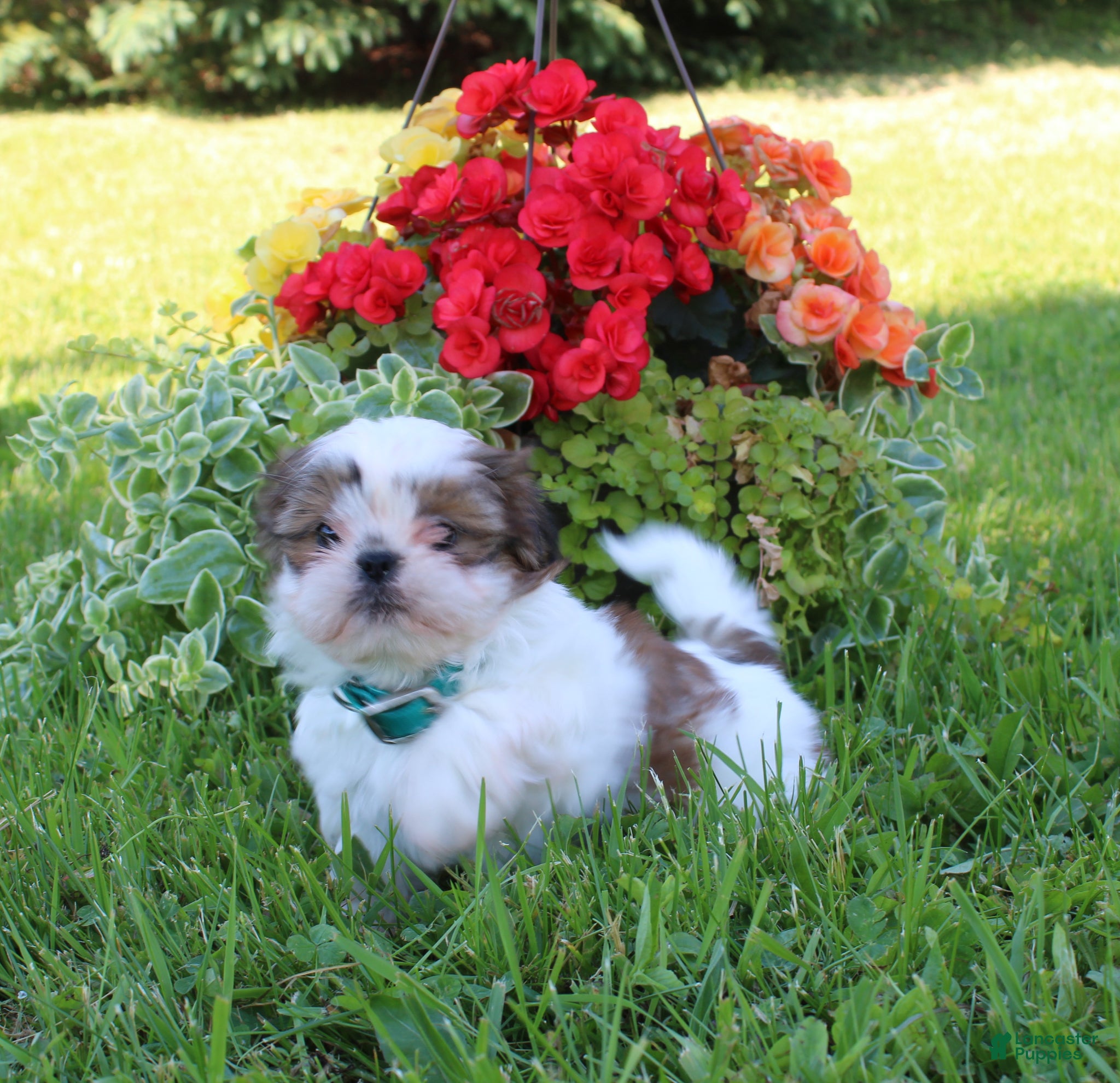 Shih Tzu dogs for sale: Tammy - Ad 1
