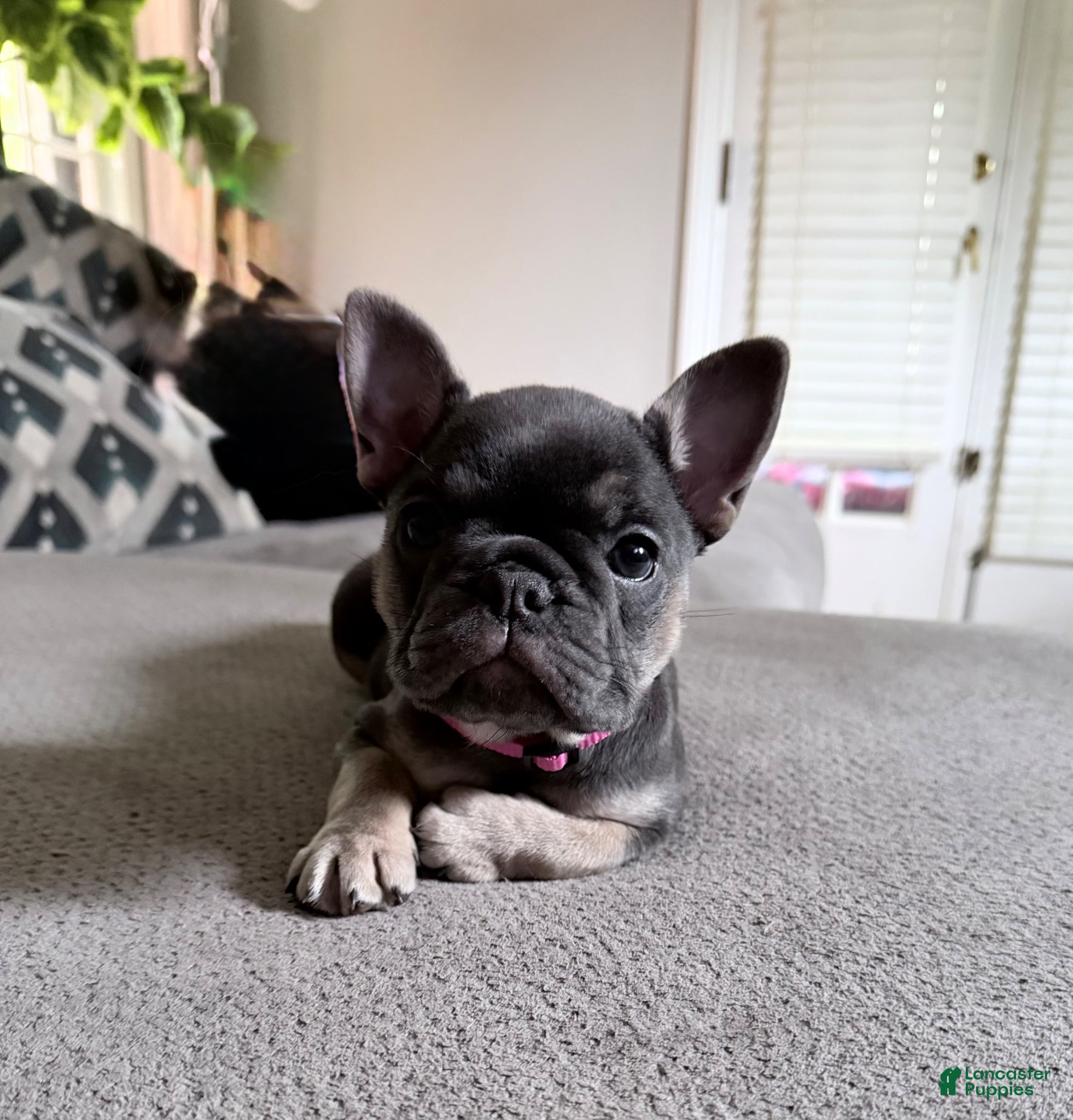 French Bulldog dogs for sale: French Bulldog Female AKC - Ad 4