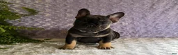 French Bulldog dogs for sale: Cricket - Ad 4