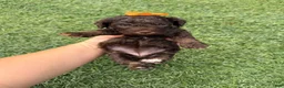 Miniature Poodle dogs for sale: Akc Clear 🧬 tested Chocolate Phantom 🩷 - Ad 10