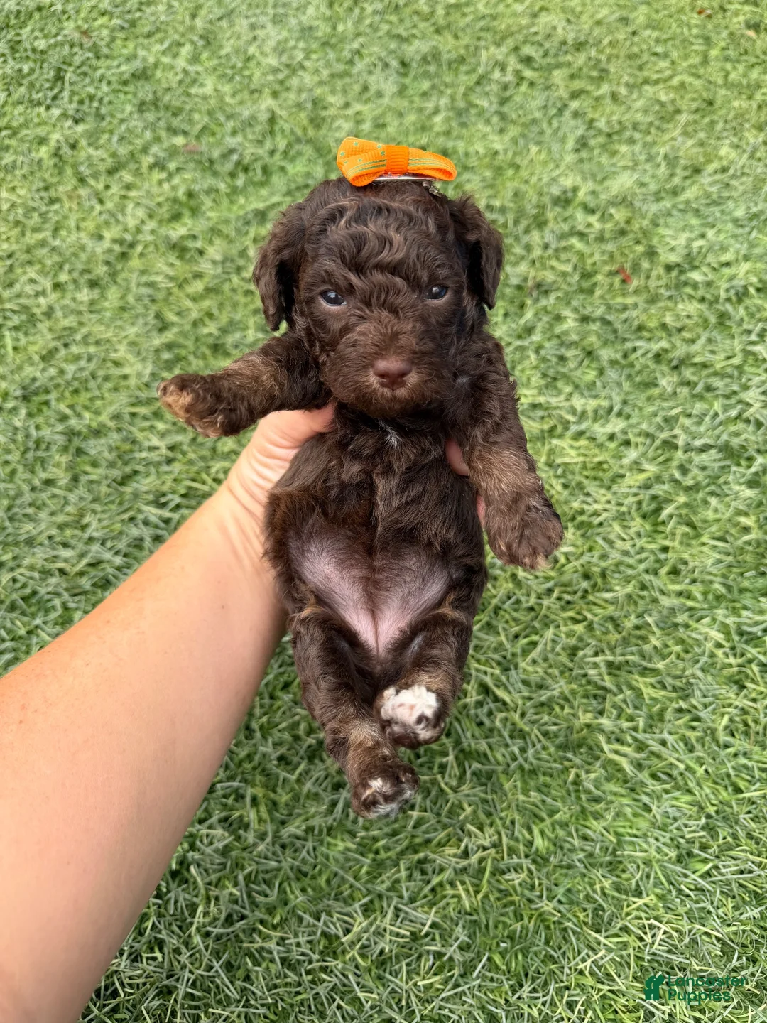 Miniature Poodle dogs for sale: Akc Clear 🧬 tested Chocolate Phantom 🩷 - Ad 10